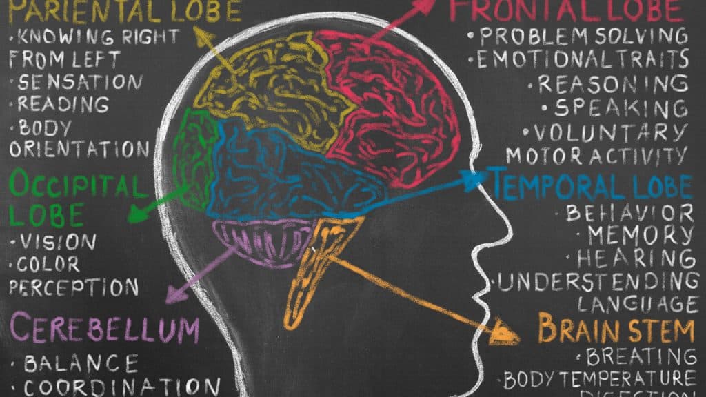 A chalkboard illustration of the brain, showing parts related to hearing and speech.